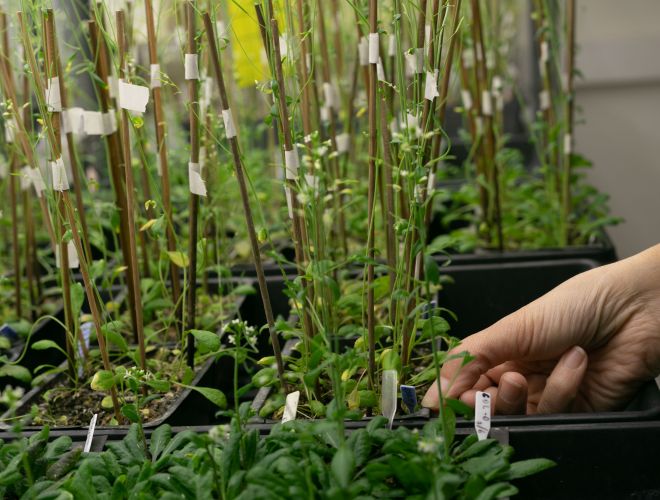 Alertan sobre las desventuras de quienes investigan sobre biología vegetal en el Sur Global